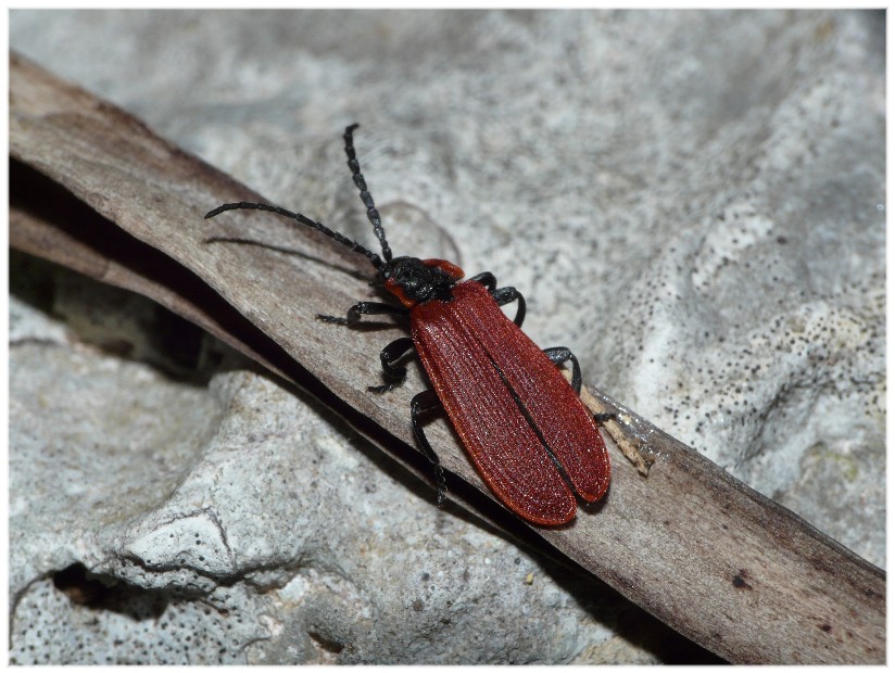 Credo di non averlo mai visto... Lygistopterus anorachilus